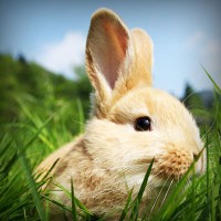 /album/%e3%82%ad%e3%83%aa%e3%82%b9%e3%83%88%e6%95%99%e3%81%ae%e5%ae%b6%e6%97%8f%e8%91%ac%e5%84%80%e3%82%84%e7%81%ab%e8%91%ac%e3%80%81%e6%95%99%e4%bc%9a%e3%81%a7%e3%81%ae%e5%91%8a%e5%88%a5%e5%bc%8f/photolia-a03-jpg/